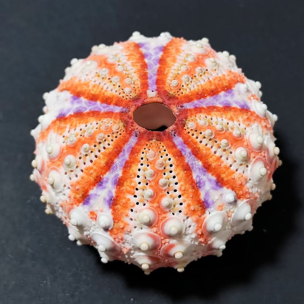 Decorazione artigianale a form - Marine Aquarium recensione e prezzo